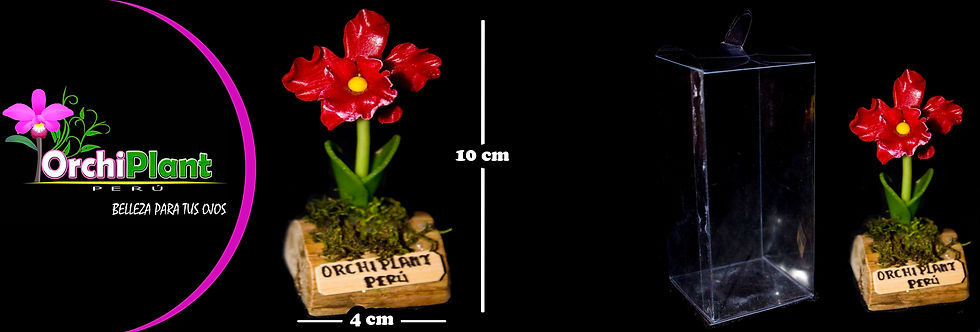 GA - Cattleya potinara