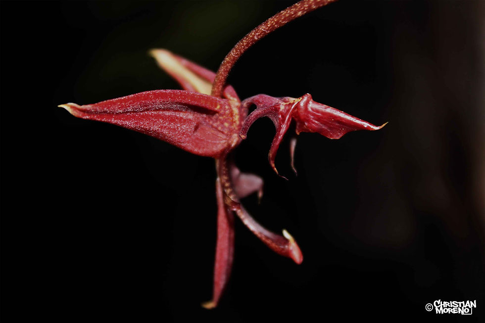Gongora atropurpurea