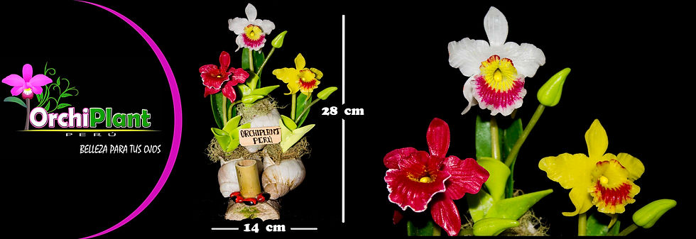 Caracol 3 - Cattleyas I