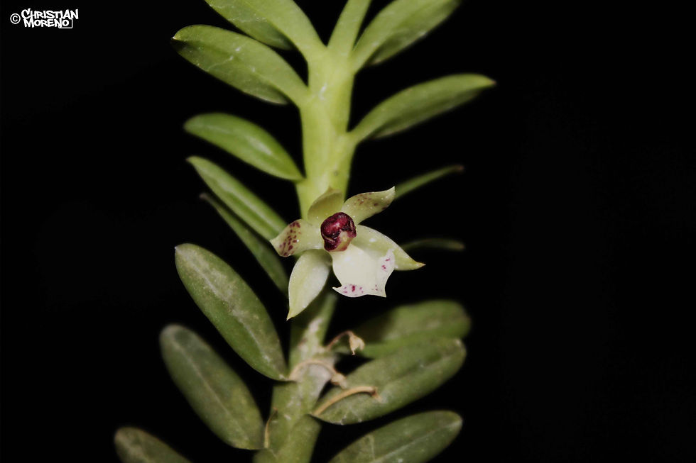 Dichaea ancoraelabia