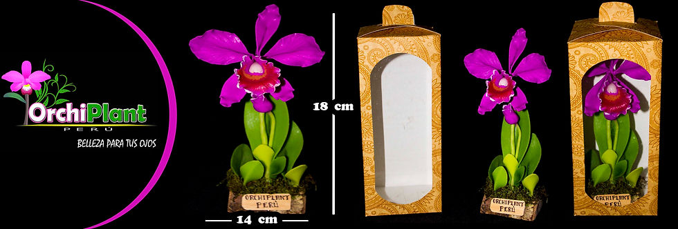 GD - Cattleya labiata