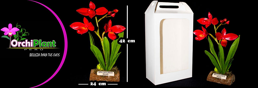 GG - Phragmipedium besseae