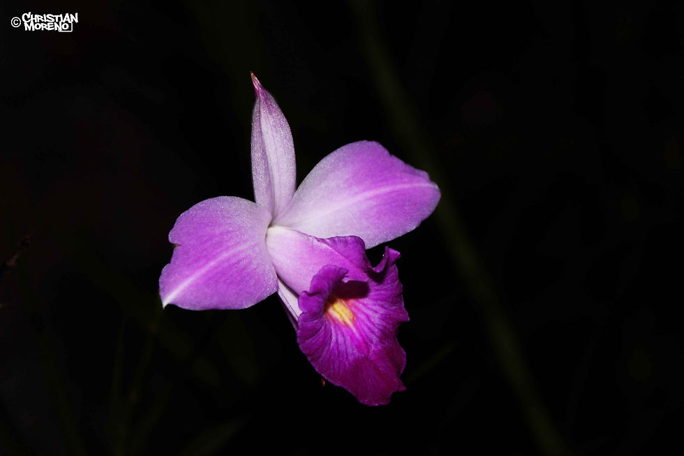 Arundina graminifolia