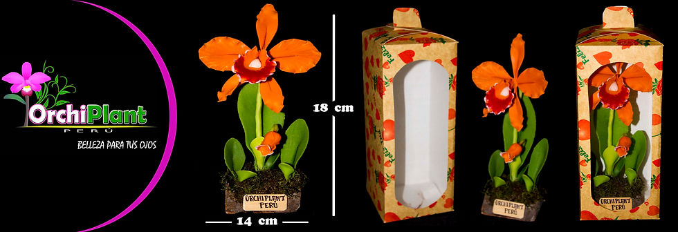 GD - Cattleya sp-31