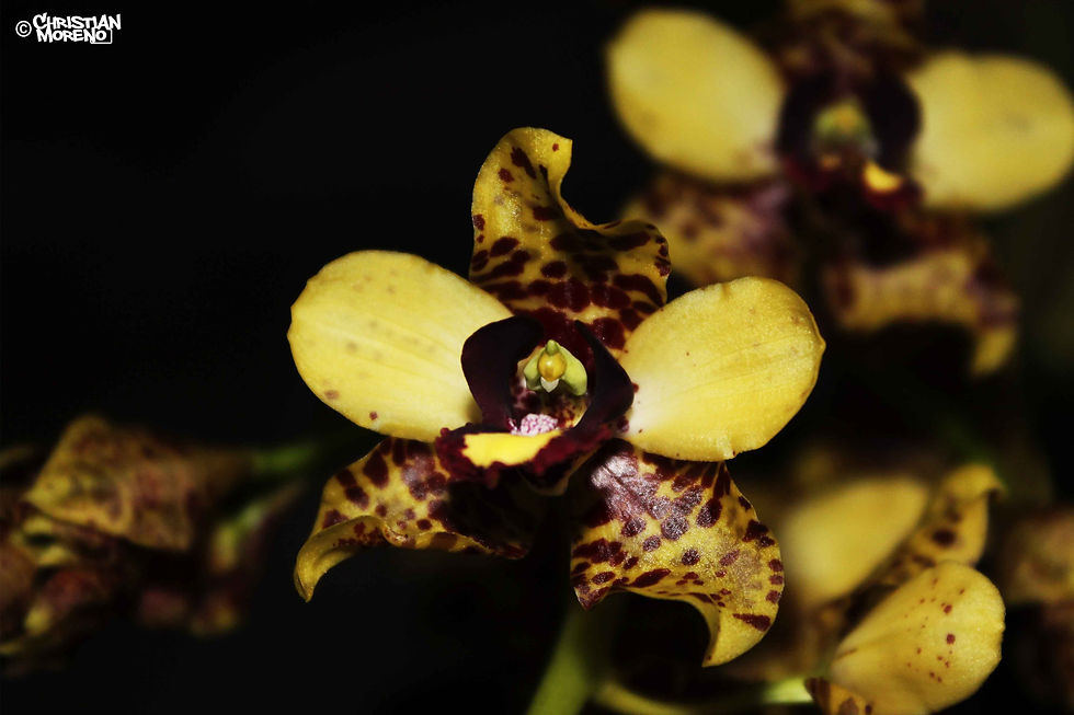 Cyrtopodium sp.