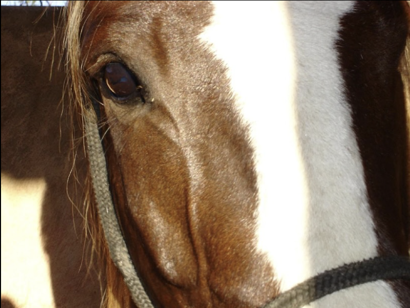 cavalos casa da bocaina