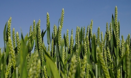 Proposed rule for the labeling of bioengineered foods: Key information for stakeholders by Julie Brickel, MPH