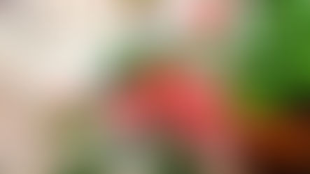 Safety Around Holiday Plants