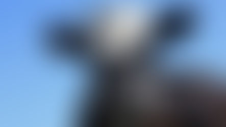 What do organic fertilizer, cow milk and rheumatoid arthritis have in common?