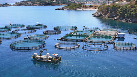 Protein Sources in Aquaculture Feed: Quality and Nutrition
