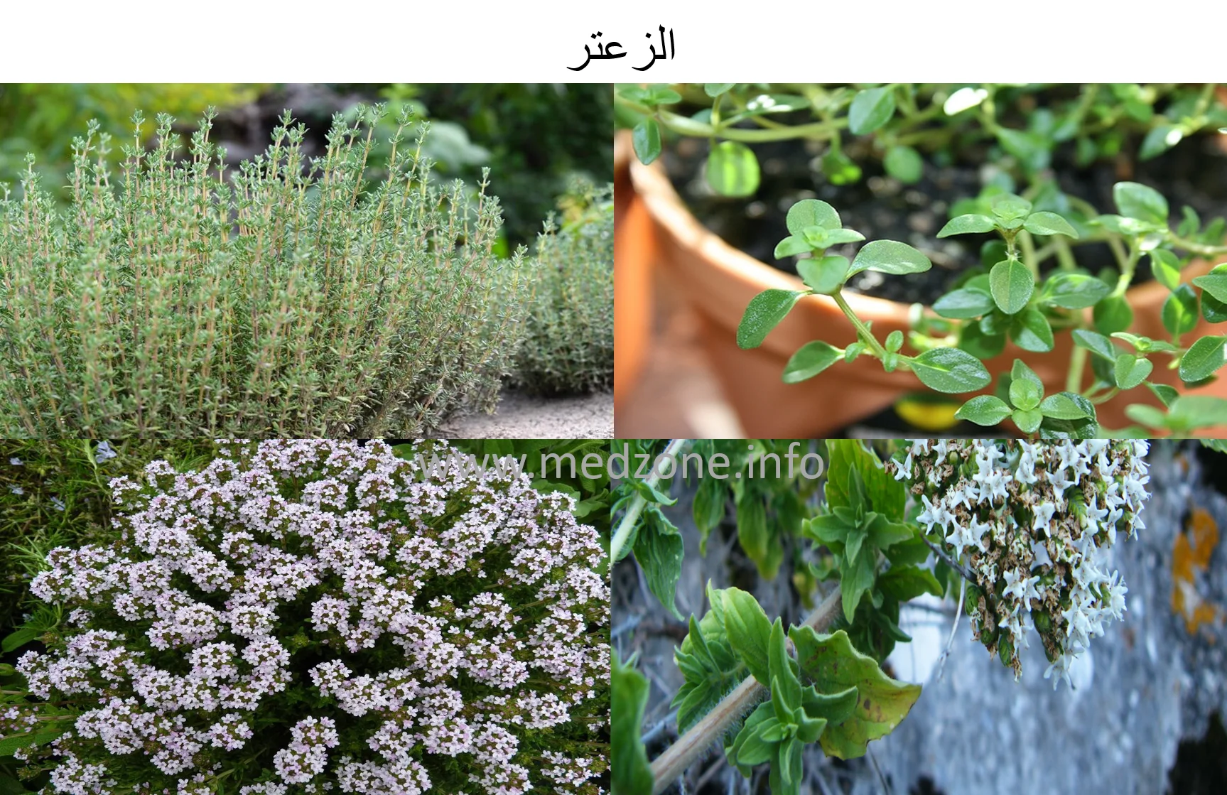 الزعتر