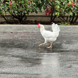 Meet the Real Mister Chicken