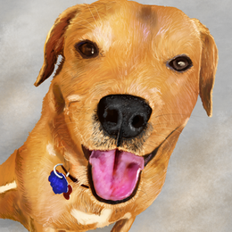 Callie the cute dog