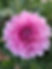 IMG_5617.jpeg