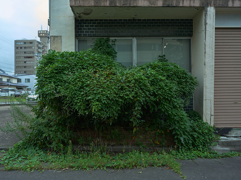 古い建物の窓の前で大きく繁る緑の低木と、コンクリートの外壁やシャッターが並ぶ街角。