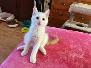 Male kitten available