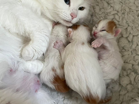 Elvan had her second litter on 18th April