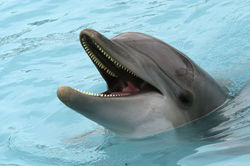 Dolphin