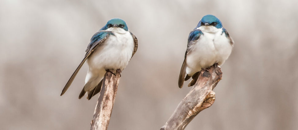How images of birds enliven Indian classical music