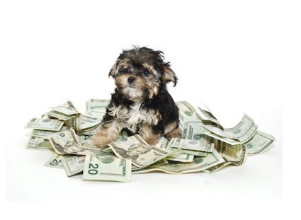 The High & Woes Of New Puppy Parenting: What They Don’t Tell You!