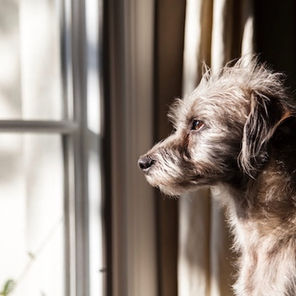 From Your Dog's Separation Anxiety To Happy Home Alone