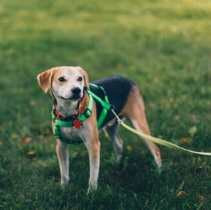A”Longline” – The Best Tool In Your Dog Training Kit!