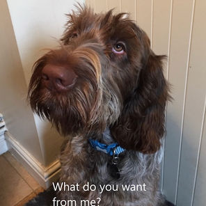 The Problem With Saying "No" To Your Dog
