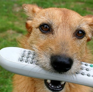 Arrgh! My Dog Keeps ‘Stealing’ Things ...