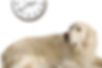 Dog looking at Clock
