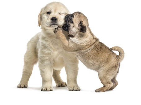 The Perils of ‘Puppy Socialisation’