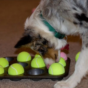 A Dog's Dinner Time = Enrichment & Training Time!