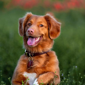 Adolescent Dog - Welcome To The Age Of Objection!