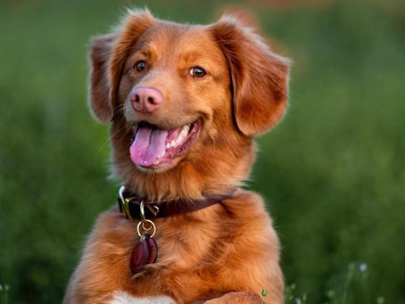 Adolescent Dog - Welcome To The Age Of Objection!