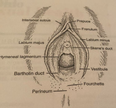 I am Advocating the Normalization of the Vulvar Self-Exam (Thursday, March 2, 2023 at 9:50am)