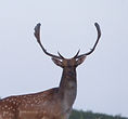 GAMO.jpg