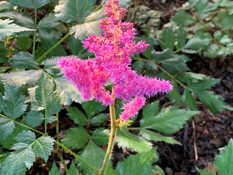 Shade Garden - Astilbe