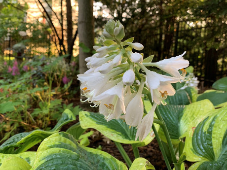 Hosta in Bloom