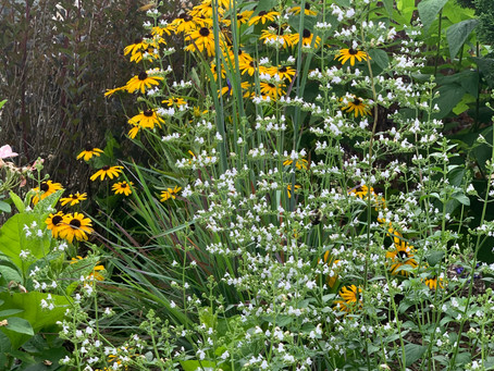 Calamintha - My Favorite Perennial is Perennial Plant of 2021!