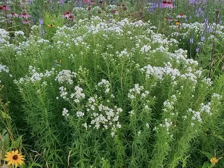 Certified Native Plant Landscape Designer: A Milestone Rooted in Sustainability