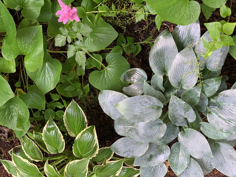 Shade Garden Combinations
