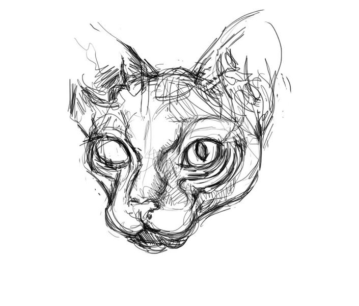 cat1.jpg