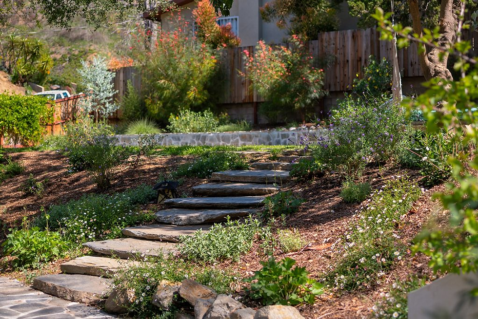Theodore Payne Garden tour #15 Iris & Gus’s Hidden Hillside