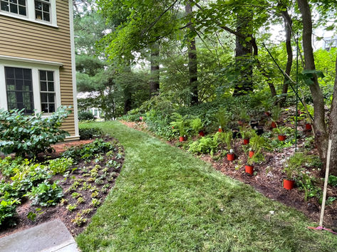 plants ready to go in the ground
