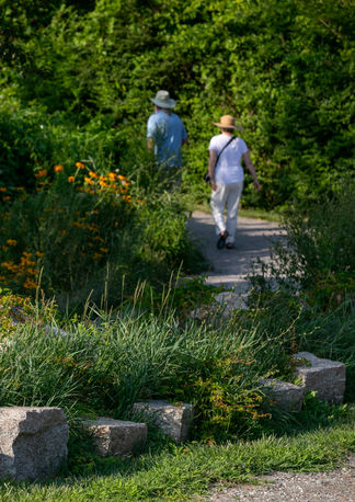 Wildlfowers growing along a path at Halibut Point State Park