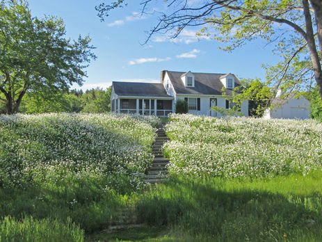 stone steps through a meadow of white flowers leading to a small house.