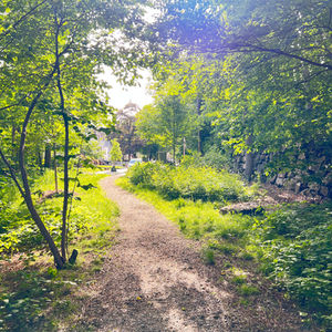 Summer at the Roslindale Wetlands Urban Wild