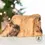 Thumbnail: Small Rustic Holy Land Nativity – Olive Wood Mary, Joseph & Baby Jesus