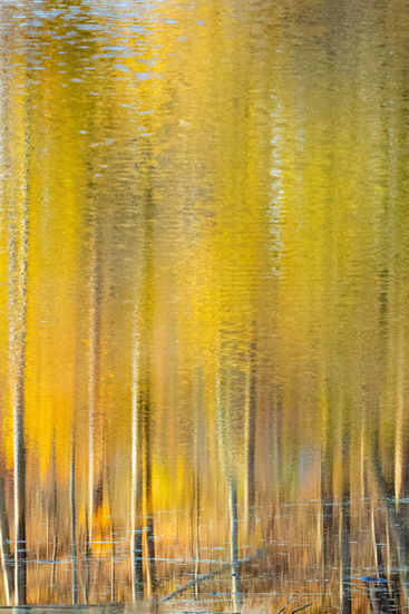 Golden light on trees reflected in water