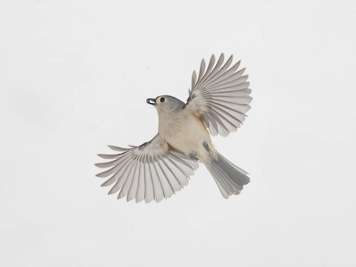 Tufted Titmouse