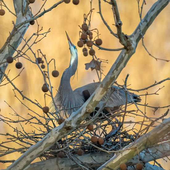 Great Blue Heron in nest